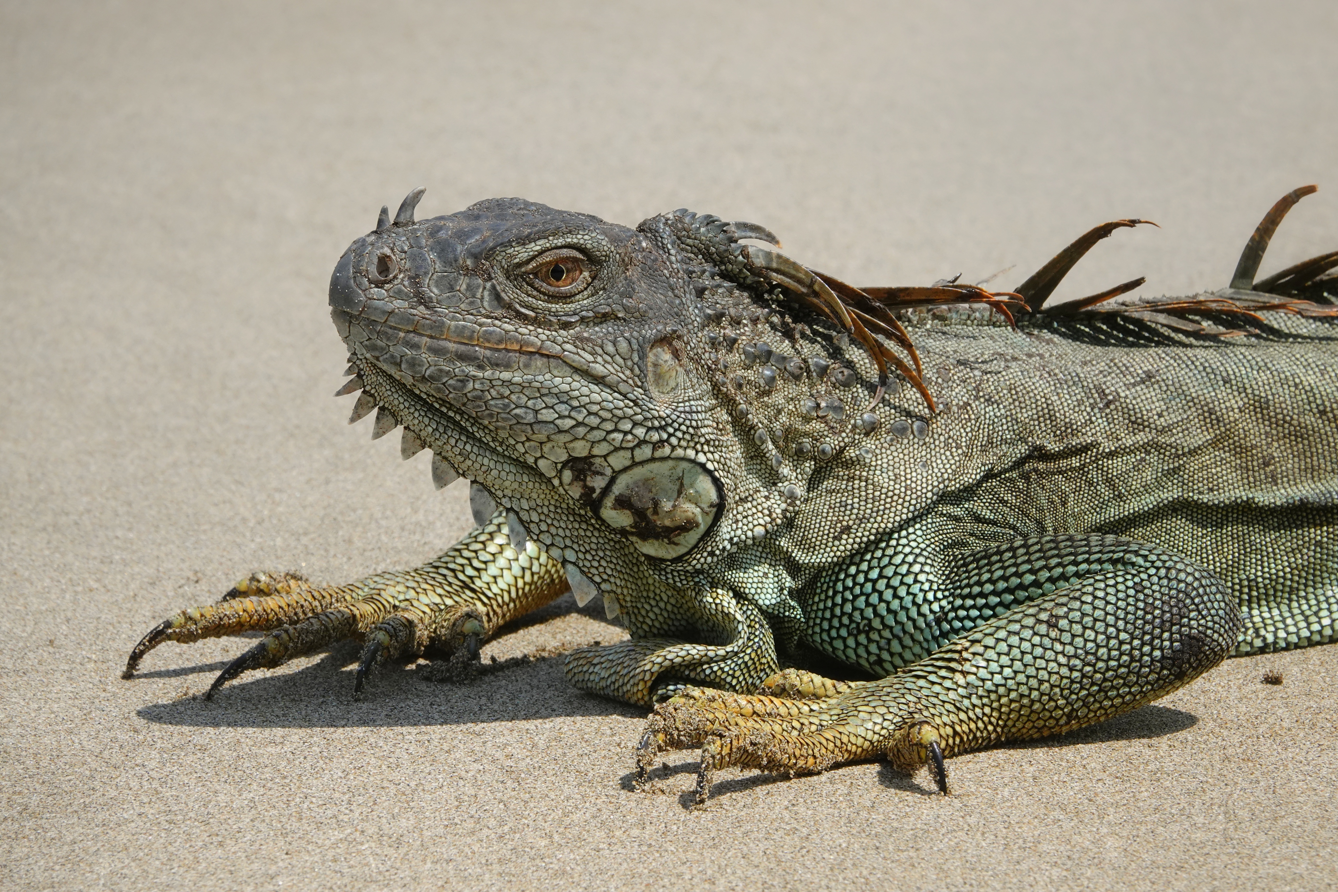 Iguane allongé